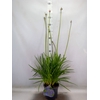 Agapanthus   ...