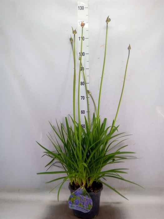 Agapanthus   ...