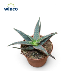 ALOE PINK BLUSH
