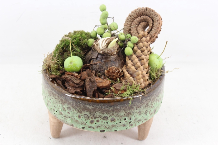 <h4>arr4 Amaryllis MB - Ker. op pootjes x5</h4>
