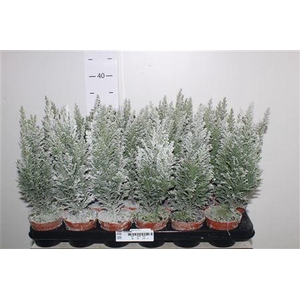 ** Cham L Ellwoodii Met Snow * Autumn Promo *