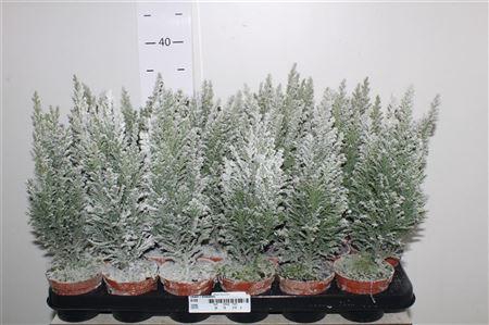 <h4>** Cham L Ellwoodii Met Snow * Autumn Promo *</h4>