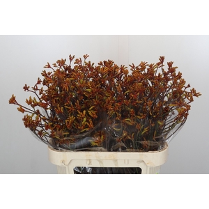 Anigozanthos Bush Sunset