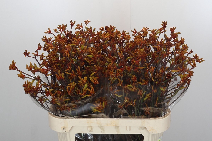 Anigozanthos Bush Sunset