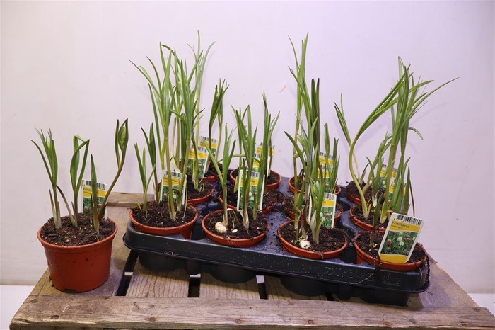 <h4>arr8 Frit Meleagris</h4>