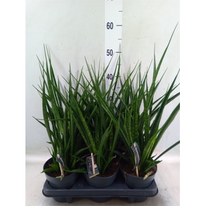 Sansevieria kirkii 'Friends'