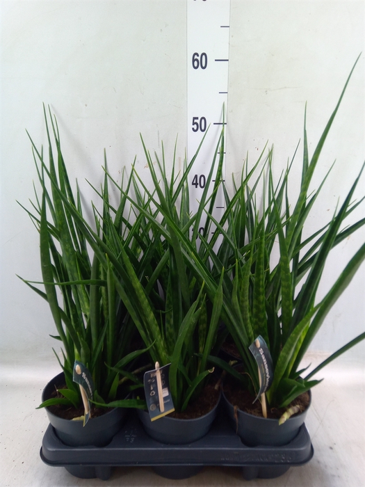 <h4>Sansevieria kirkii 'Friends'</h4>