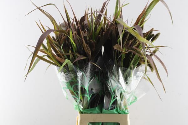 <h4>Seta It Red Jewel</h4>