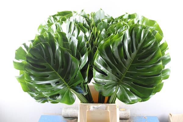 <h4>Deco Gr Monstera Blad * (75cm)</h4>