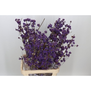 . Organic Callicarpa Bod Profu