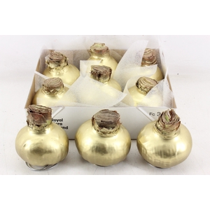 arr4 Amaryllis CM - Wax Goud