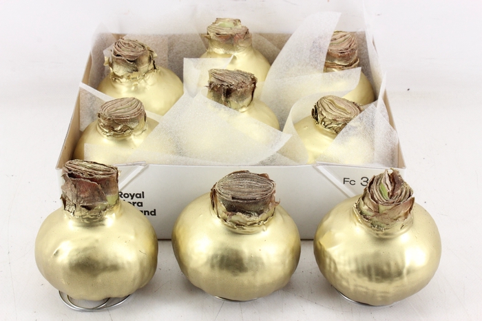 <h4>arr4 Amaryllis CM - Wax Goud</h4>