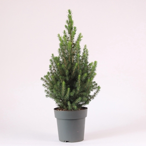 Picea glauca 'Perfecta' P15