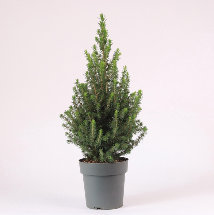 <h4>Picea glauca 'Perfecta' P15</h4>