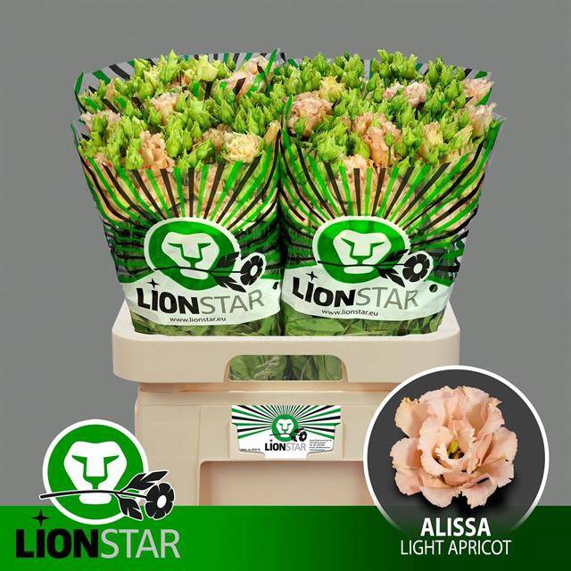 <h4>EUST G ALI L APRICOT</h4>