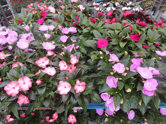 <h4>IMPAT NG MIXK 4 KL</h4>