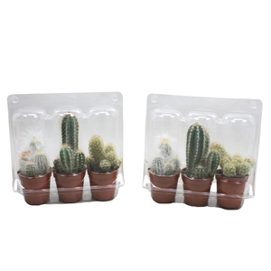 Cactus mix 5,5 cm in blister 3 pack