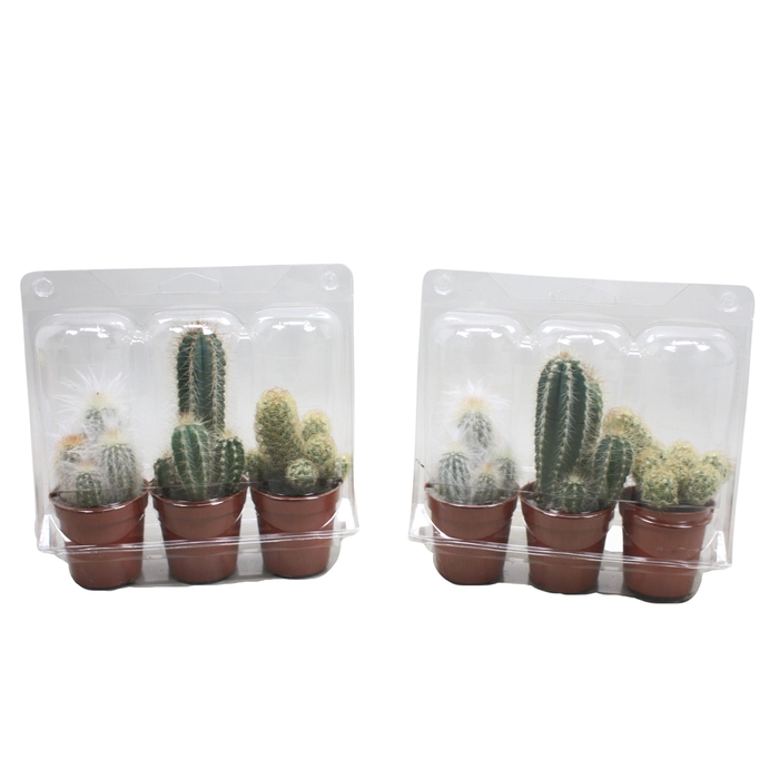 Cactus mix 5,5 cm in blister 3 pack