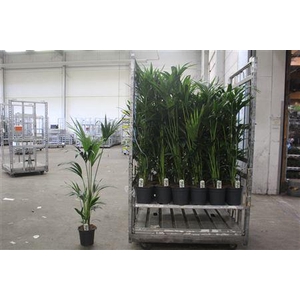 Howea Forsteriana 4 Stekken