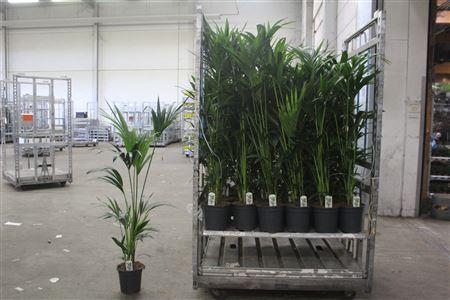 <h4>Howea Forsteriana 4 Stekken</h4>