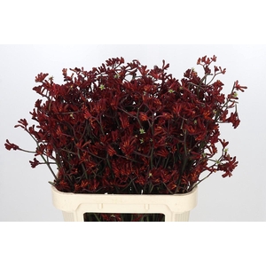 Anigozanthos Bush Ruby
