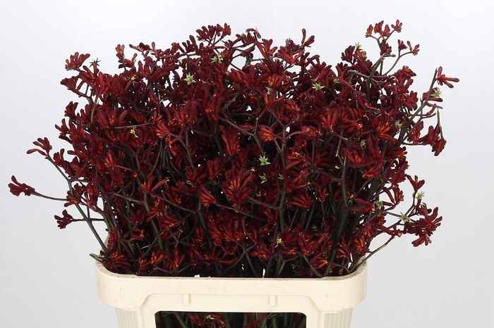 <h4>Anigozanthos Bush Ruby</h4>