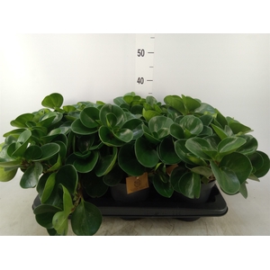 Peperomia obt. 'Green Gold'