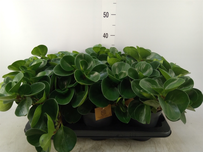<h4>Peperomia obt. 'Green Gold'</h4>