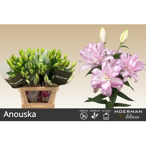 LI OR DU ANOUSKA