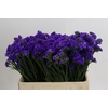 Limonium Navy Sun Birds
