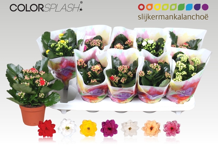 <h4>KAL GE GEM 7 KL</h4>