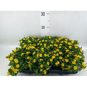 Sanvitalia  'Yellow Beauty'