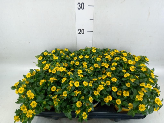 <h4>Sanvitalia  'Yellow Beauty'</h4>