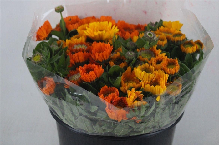 <h4>Calendula Double Misto Extra P Stem</h4>