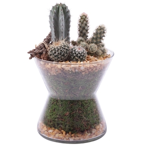 Yearround Arr. Cactus Glass Hourglass Ø16cm 3PP