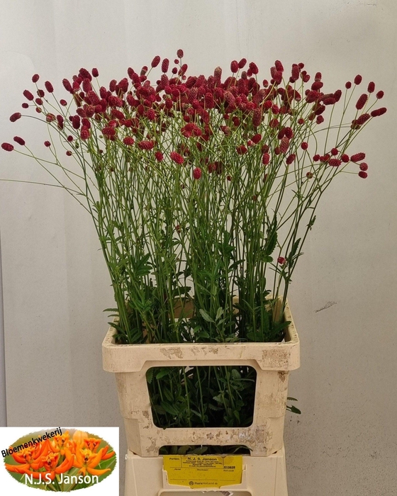 <h4>SANG OF ARNHEM</h4>