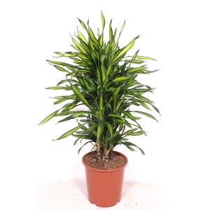 Dracaena Riki
