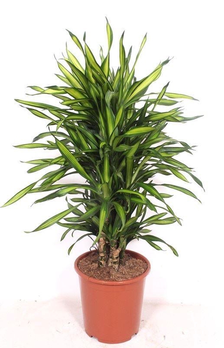 <h4>Dracaena Riki</h4>