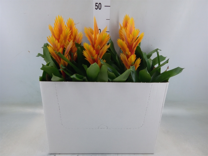 <h4>Vriesea  'Intenso Flame'</h4>