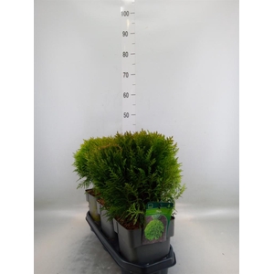 Thuja occid. 'Danica'