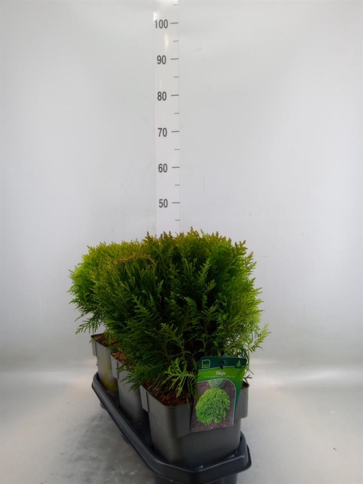<h4>Thuja occid. 'Danica'</h4>