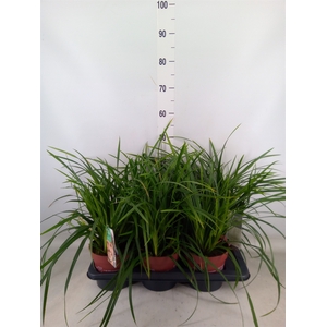 Carex morrowii