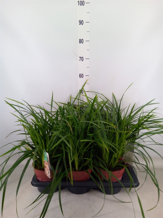 <h4>Carex morrowii</h4>