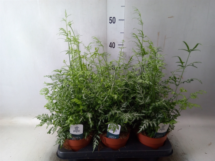 <h4>Pteris ensiformis 'Evergemiensis'</h4>