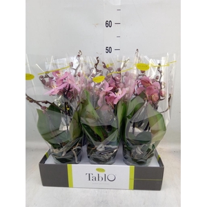 Phalaenopsis   ...rose