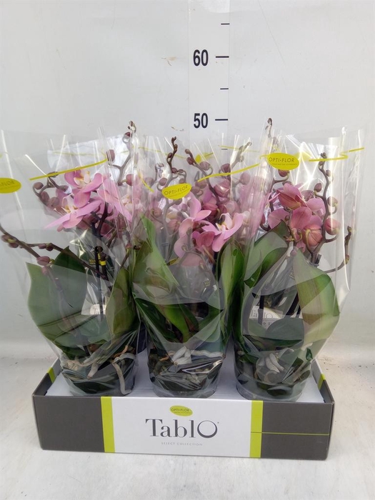 <h4>Phalaenopsis ...rose</h4>