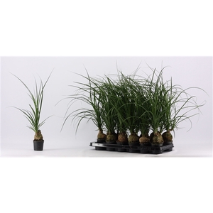 Beaucarnea bol 9 cm (1 kop)
