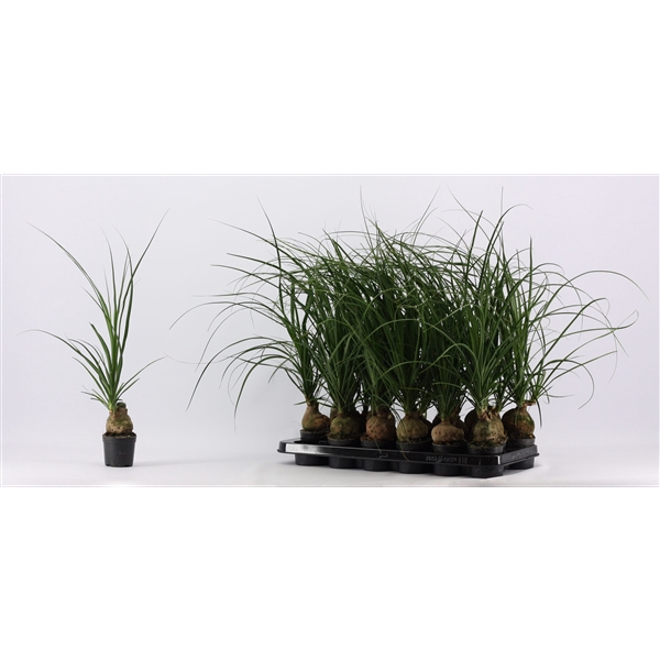 <h4>Beaucarnea bol 9 cm (1 kop)</h4>