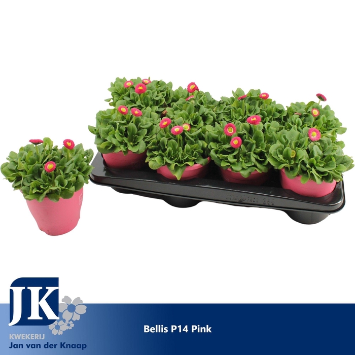 <h4>Bellis p14 TST pot Pink</h4>