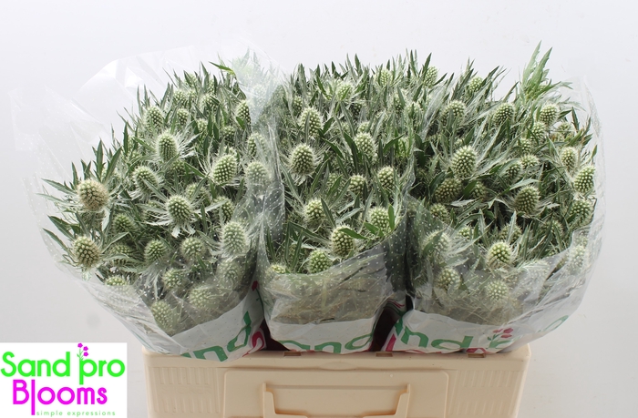 <h4>Eryngium Magical White Lagoon</h4>